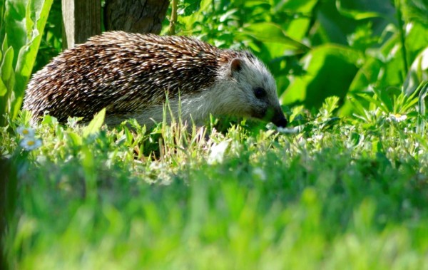 igel