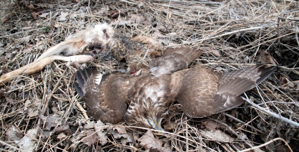 Mäusebussard auf Köder