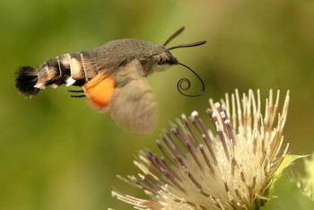 Tiere im Garten – Biodiversität